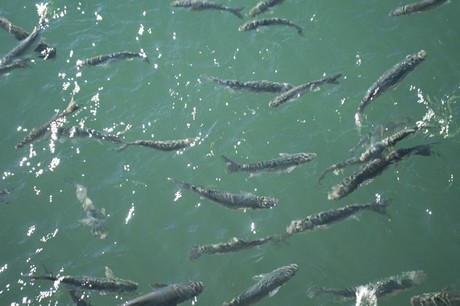 Marina De La Duquesa